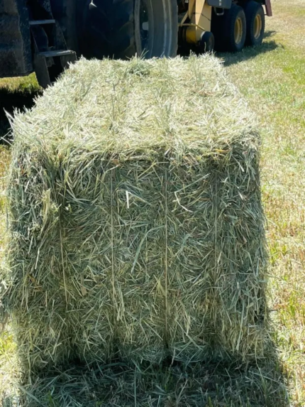 Foin D’avoine – La tonne – Commande minimum 10 tonnes