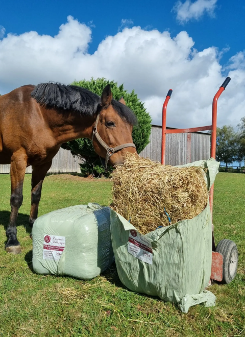 image_2026-01-06_144424411